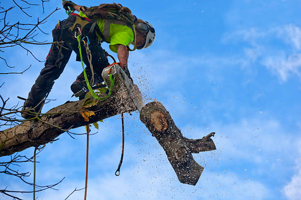 How Our Tree Care Process Works  in  Nuevo, CA